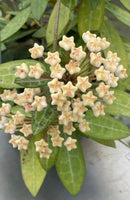 Hoya elliptica