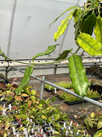 Hoya globulosa