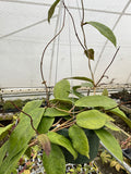 Hoya ranauensis