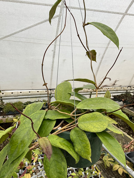 Hoya ranauensis