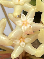 Hoya merrillii