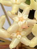 Hoya merrillii