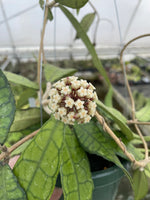 Hoya finlaysonii AH 003