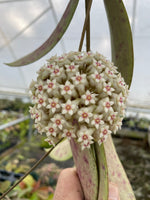 Hoya EPC 376