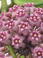 Hoya sp. Hai Phong