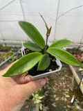 Hoya ‘Ligia’ (RHM-002)