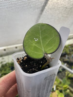 Hoya vitellina (HSL)