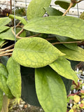 Hoya ranauensis