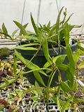 Hoya Sulawesi AP1043