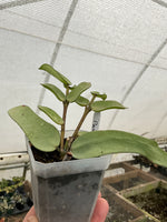 Hoya pandurata Tsisng Silver