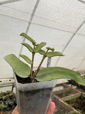 Hoya pandurata Tsisng Silver