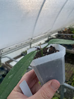 Hoya Griffithii