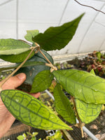 Hoya finlaysonii ‘Nong Nooch’
