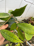 Hoya finlaysonii ‘Nong Nooch’