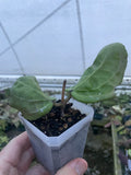 Hoya pentaphlebia