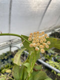 Hoya Sunrise