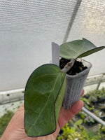 Hoya vitellina (HSL)