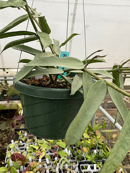 Hoya pandurata Tsisng Silver