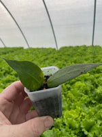 Hoya  Carrii