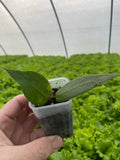 Hoya  Carrii