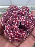 Hoya pubicalyx