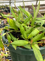 Hoya Sulawesi AP1043