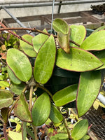 Hoya sp. Hai Phong