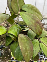 Hoya cv. Nathalie
