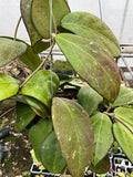 Hoya cv. Nathalie