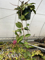 Hoya sp. Hai Phong