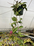 Hoya sp. Hai Phong