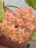 Hoya fitchii