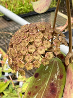 Hoya EPC 376