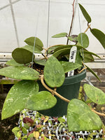 Hoya verticillata parasitical Laos 2