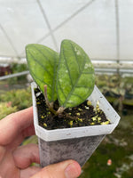 Hoya deykeae