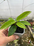 Hoya ‘Ligia’ (RHM-002)