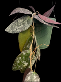 Hoya caudata ‘Sumatra’