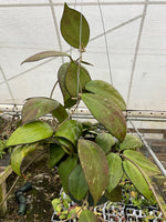 Hoya cv. Nathalie