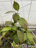 Hoya cv. Nathalie