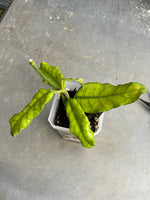 Hoya globulosa