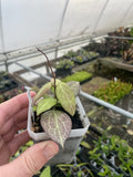 Hoya fitchii