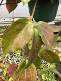 Hoya quinquenervia