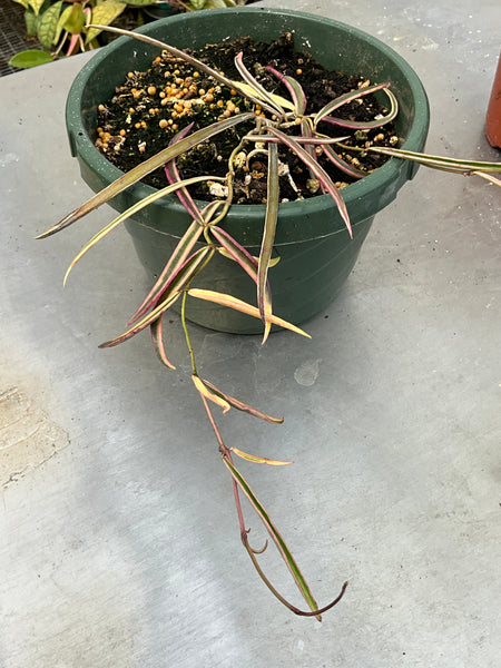 Hoya acicularis albomarginata