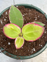 Hoya veryicillata albo