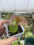 Hoya pubicalyx ‘Polilo Island’