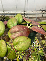 Hoya fuscamarginata
