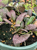 Hoya sp. VL-9 (splash)