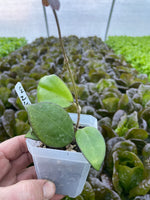 Hoya cv. Nathalie