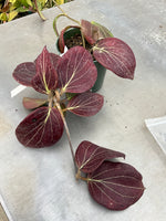 Hoya cominsii