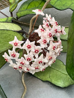 Hoya sp. Singapore